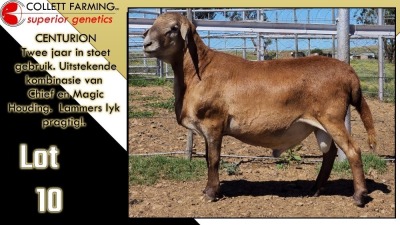 LOT 10 1X MEATMASTER RAM CC210100 COLLETT FARMING CC