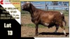 LOT 13 1X MEATMASTER RAM CC200075 COLLETT FARMING CC