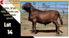 LOT 14 1X MEATMASTER RAM CC210483 COLLETT FARMING CC