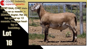 LOT 18 1X MEATMASTER RAM CC220626 COLLETT FARMING CC