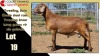 LOT 19 1X MEATMASTER RAM CC220519 COLLETT FARMING CC