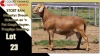 LOT 23 1X MEATMASTER RAM CC220445 COLLETT FARMING CC