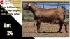 LOT 24 1X MEATMASTER RAM CC220502 COLLETT FARMING CC