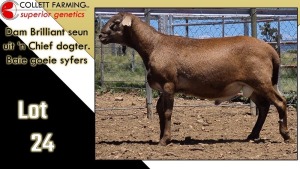 LOT 24 1X MEATMASTER RAM CC220502 COLLETT FARMING CC