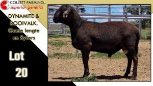 LOT 20 1X MEATMASTER RAM CC220372 COLLETT FARMING CC