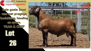 LOT 26 1X MEATMASTER RAM CC220377 COLLETT FARMING CC