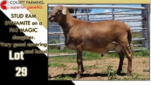 LOT 29 1X MEATMASTER RAM CC220436 COLLETT FARMING CC