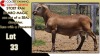 LOT 33 1X MEATMASTER RAM CC220503 COLLETT FARMING CC