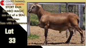 LOT 33 1X MEATMASTER RAM CC220503 COLLETT FARMING CC