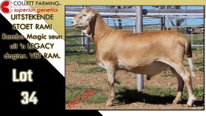 LOT 34 1X MEATMASTER RAM CC220386 COLLETT FARMING CC