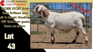 LOT 43 1X MEATMASTER RAM CC220488 COLLETT FARMING CC