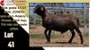 LOT 41 1X MEATMASTER RAM CC220378 COLLETT FARMING CC