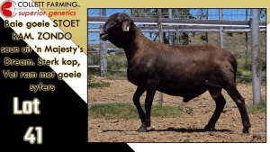 LOT 41 1X MEATMASTER RAM CC220378 COLLETT FARMING CC