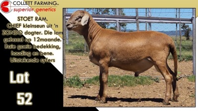 LOT 52 1X MEATMASTER RAM CC220666 COLLETT FARMING CC