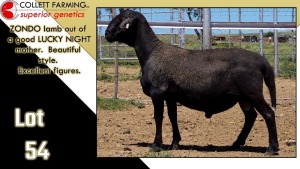 LOT 54 1X MEATMASTER RAM CC220548 COLLETT FARMING CC