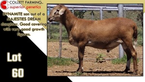 LOT 60 1X MEATMASTER RAM CC220400 COLLETT FARMING CC