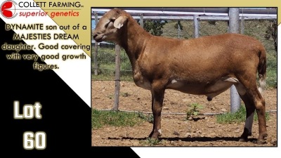 LOT 60 1X MEATMASTER RAM CC220400 COLLETT FARMING CC