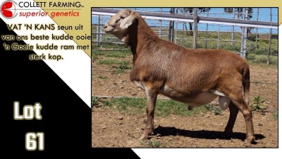 LOT 61 1X MEATMASTER RAM CC220708 COLLETT FARMING CC