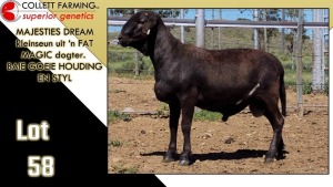 LOT 58 1X MEATMASTER RAM CC220490 COLLETT FARMING CC