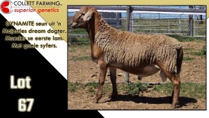 LOT 67 1X MEATMASTER RAM CC220321 COLLETT FARMING CC