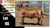 LOT 65 1X MEATMASTER RAM CC220373 COLLETT FARMING CC