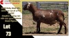 LOT 73 1X MEATMASTER RAM CC220322 COLLETT FARMING CC