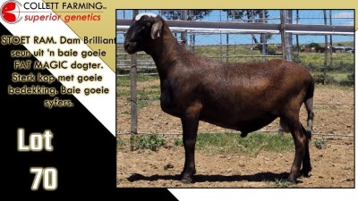 LOT 70 1X MEATMASTER RAM CC220336 COLLETT FARMING CC