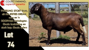 LOT 74 1X MEATMASTER RAM CC220351 COLLETT FARMING CC