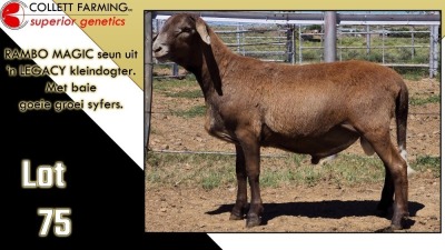 LOT 75 1X MEATMASTER RAM CC220396 COLLETT FARMING CC