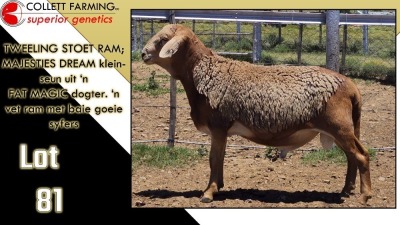 LOT 81 1X MEATMASTER RAM CC220524 COLLETT FARMING CC