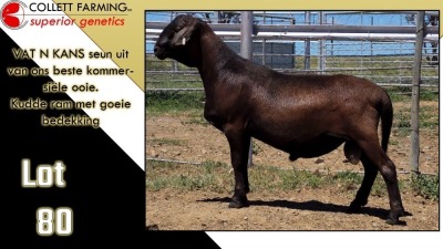 LOT 80 1X MEATMASTER RAM CC220701 COLLETT FARMING CC