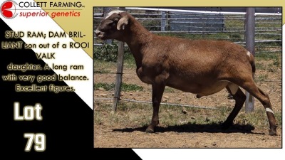 LOT 79 1X MEATMASTER RAM CC220564 COLLETT FARMING CC