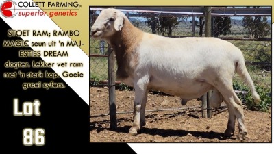 LOT 86 1X MEATMASTER RAM CC220328 COLLETT FARMING CC