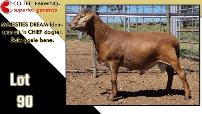 LOT 90 1X MEATMASTER RAM CC220394 COLLETT FARMING CC