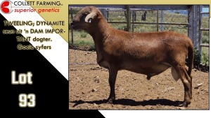 LOT 93 1X MEATMASTER RAM CC220402 COLLETT FARMING CC