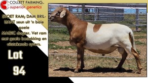 LOT 94 1X MEATMASTER RAM CC220567 COLLETT FARMING CC