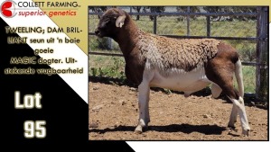 LOT 95 1X MEATMASTER RAM CC220575 COLLETT FARMING CC