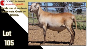 LOT 105 1X MEATMASTER RAM CC220733 COLLETT FARMING CC