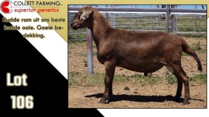 LOT 106 1X MEATMASTER RAM CC220728 COLLETT FARMING CC