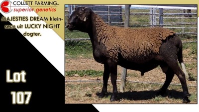 LOT 107 1X MEATMASTER RAM CC220380 COLLETT FARMING CC