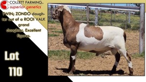 LOT 110 1X MEATMASTER RAM CC220609 COLLETT FARMING CC