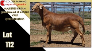 LOT 112 1X MEATMASTER RAM CC220335 COLLETT FARMING CC