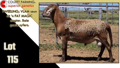 LOT 115 1X MEATMASTER RAM CC220582 COLLETT FARMING CC