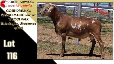 LOT 116 1X MEATMASTER RAM CC220476 COLLETT FARMING CC