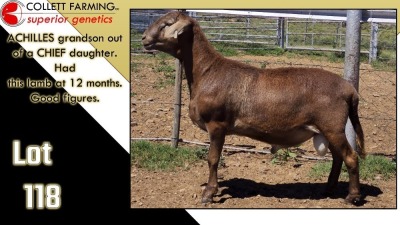 LOT 118 1X MEATMASTER RAM CC220640 COLLETT FARMING CC