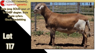 LOT 117 1X MEATMASTER RAM CC220678 COLLETT FARMING CC