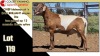 LOT 119 1X MEATMASTER RAM CC220654 COLLETT FARMING CC