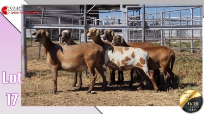 LOT 17A 1X MEATMASTER EWE COLLETT FARMING CC