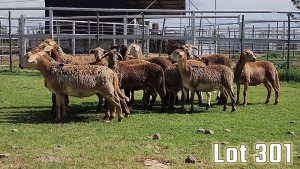 LOT 301 15X MEATMASTER COMMERCIAL EWE COLLETT FARMING CC