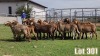 LOT 301 15X MEATMASTER COMMERCIAL EWE COLLETT FARMING CC - 2